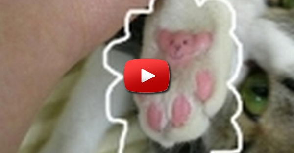 Pata do Gato